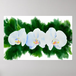 Poster Pintura de orquídea branca Elegante tropical