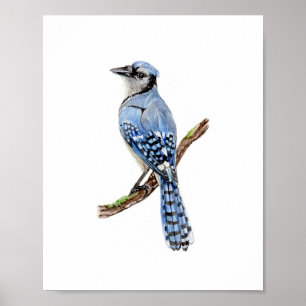 Poster Pintura de pássaro azul-jay em aquarela