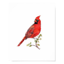 Pintura de Pássaro Cardinal Vermelho em Aquarela