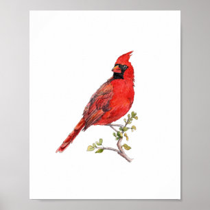 Poster Pintura de Pássaro Cardinal Vermelho em Aquarela