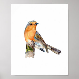 Poster Pintura de pássaro Robin Europeu aquarela