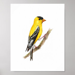 Poster Pintura de pássaro tentilhão americano amarelo aqu