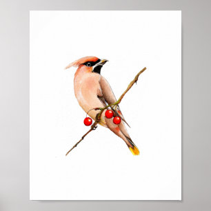 Poster Pintura de pássaro Waxwing de cedro em aquarela