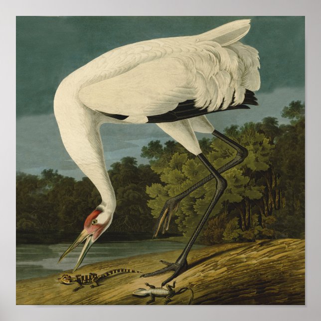 Póster Pintura de pássaros Audubon Crane Whoping (Frente)
