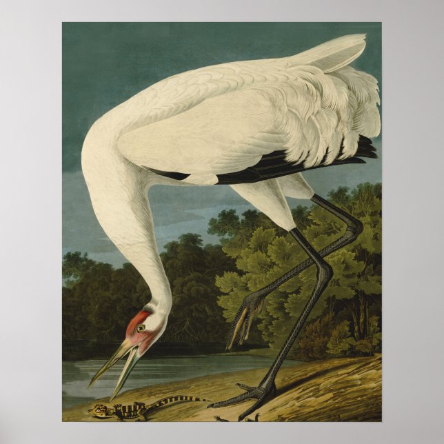 Póster Pintura de pássaros Audubon Crane Whoping (Frente)
