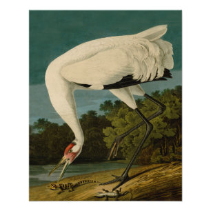Póster Pintura de pássaros Audubon Crane Whoping