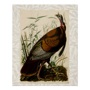 Póster Pintura de pássaros Selvagens de Audubon na Turqui
