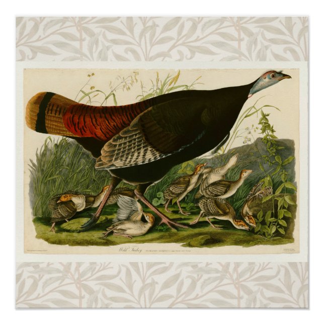 Póster Pintura de pássaros Selvagens de Audubon na Turqui (Frente)
