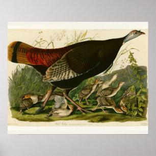 Póster Pintura de pássaros Selvagens de Audubon na Turqui
