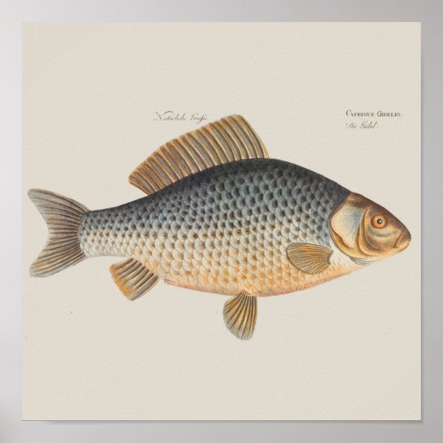 Póster pintura de pesca de peixe carpa desenho de água do (Frente)