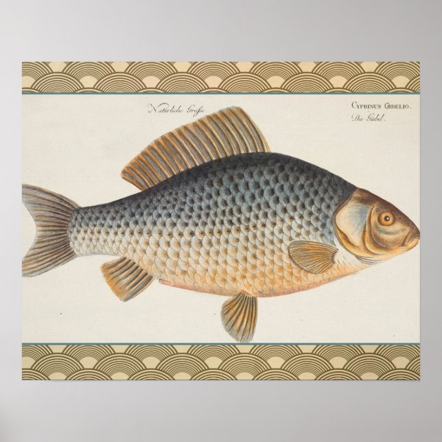Póster pintura de pesca de peixe carpa desenho de água do (Frente)