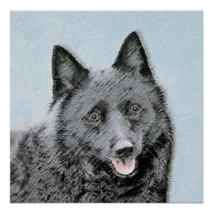 Póster Pintura de Schipperke - Arte de Cachorro Original