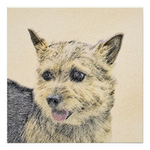 Póster Pintura de Terrier Norwich - Arte de Cachorro Orig