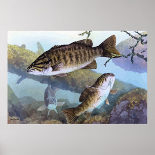 Póster Pintura do baixo de Smallmouth
