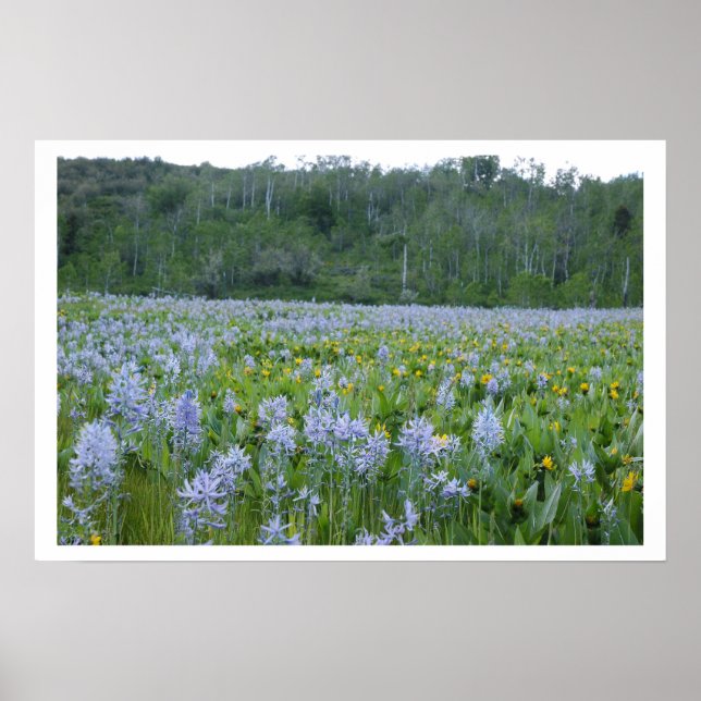 Poster Pintura do Comprimento (Frente)