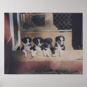 Poster Pintura Do Óleo De Collie De Borda