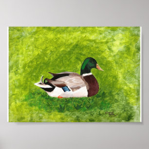 Póster Pintura do pato do pato selvagem que senta-se em