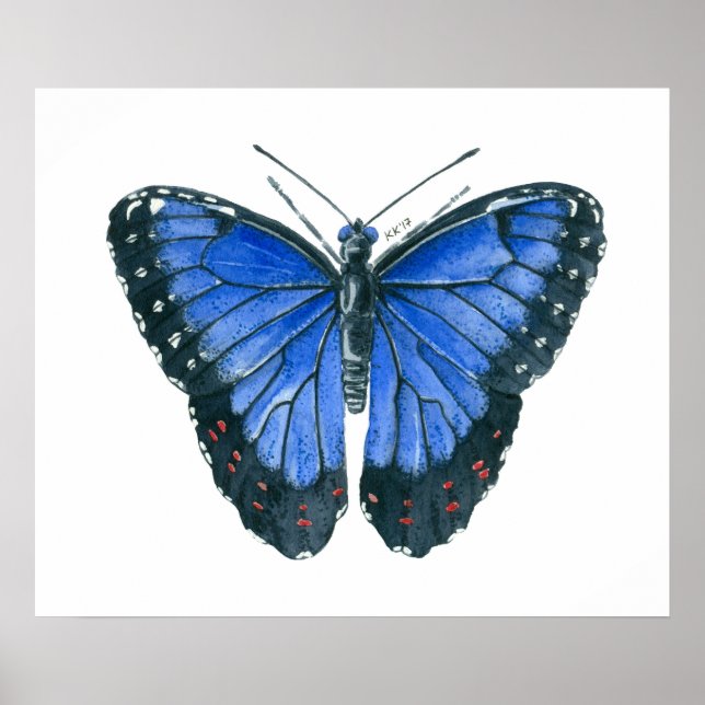 Poster Pintura em aquarela da borboleta Blue Morpho (Frente)