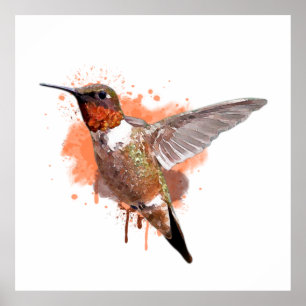 Poster Pintura em Aquarela de Hummingbird