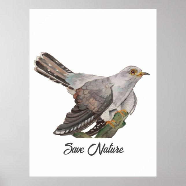 Poster Pintura em aquarela de um cuco (Frente)