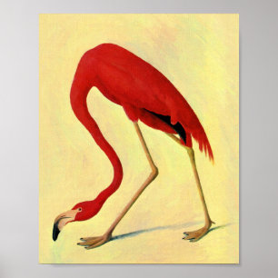 Póster Pintura em Flamingo Americano Audubon
