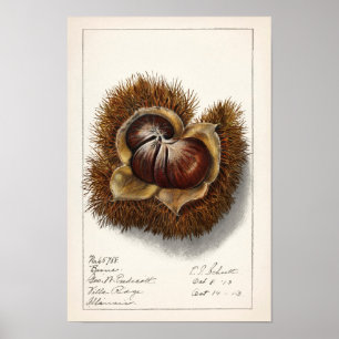Poster Pintura em Fruta (Castanea)