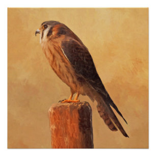 Póster Pintura em Kestrel Americano - Arte de Pássaro Or
