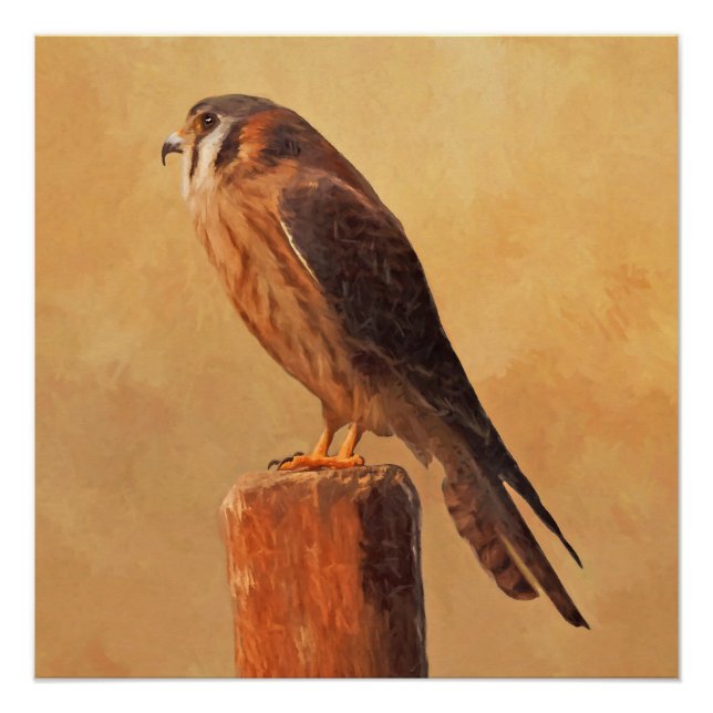 Póster Pintura em Kestrel Americano - Arte original sobre (Frente)