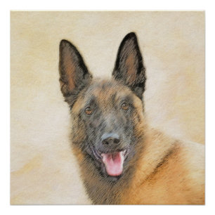 Póster Pintura em Malinois Belga - Arte Cachorra Original
