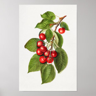 Poster Pintura em serragem de Fruta vermelho delicioso
