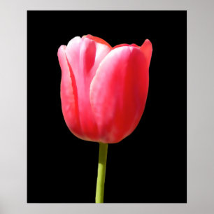 Póster Pintura Especial de Tulipa de Haste Única