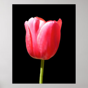 Póster Pintura Especial de Tulipa de Haste Única