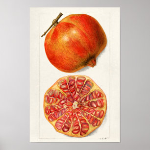 Poster Pintura Fruta de Pomegranatos (Punica Granatum)