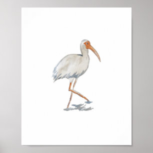 Poster Pintura Natural de Pássaro Branco Ibis Florida