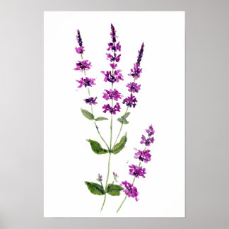 Poster pintura original aquarela flores de salva púrpura