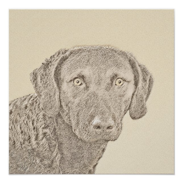 Póster Pintura Original do Retriever da Baía de Chesapeak (Frente)