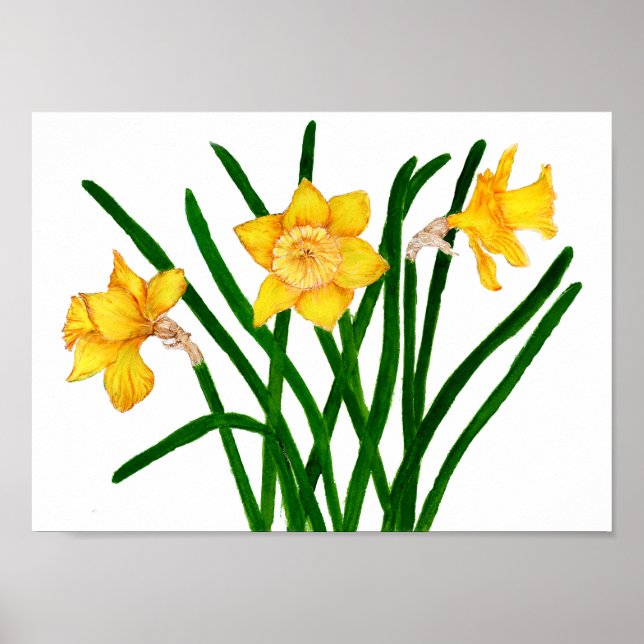 Poster Pintura Por Aquarela Amarela Daffodil Floral (Frente)