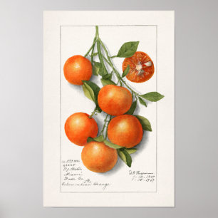Poster Pintura por Aquarela de Frutas (Calamondian)