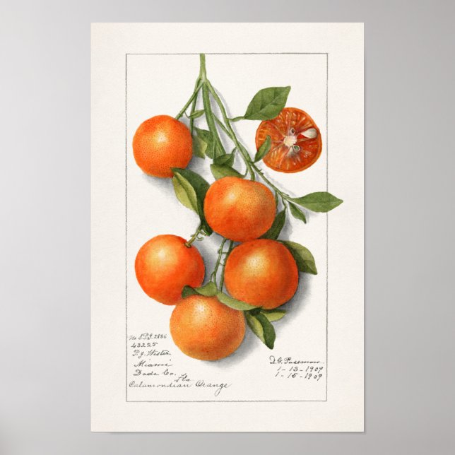 Poster Pintura por Aquarela de Frutas (Calamondian) (Frente)