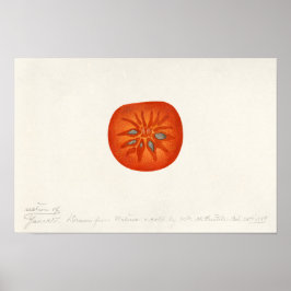 Poster Pintura Por Aquarela (Diospyros) Fruta Persimmon