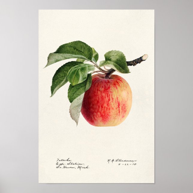 Poster Pintura por Aquarela (Malus Domestica) Fruta (Frente)