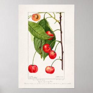 Poster Pintura por Aquarela (Prunus Avium) Fruta