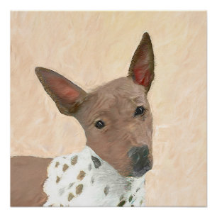 Póster Pintura Terrier sem cabelos americana - Arte canin