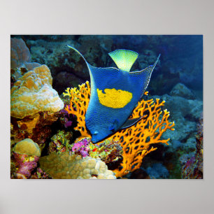 Poster Pinturesco de Angelfish em frente ao coral, Mar Ve