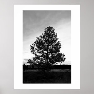 Póster Pinyon Tree Silhouette