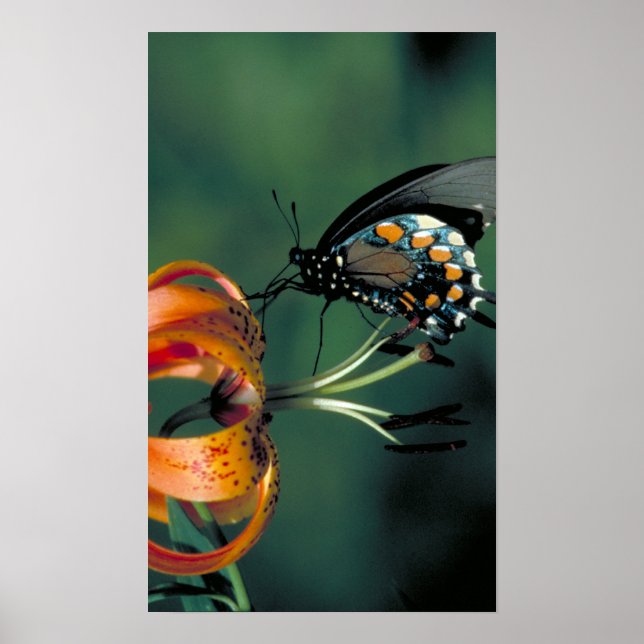 Póster Pipevine Swallowtail (Frente)