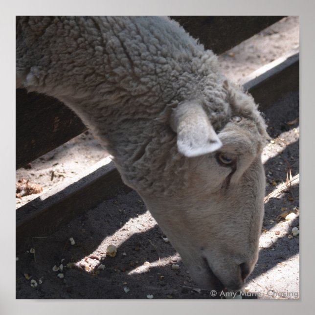 Póster pipoca comedora de ovelha (Frente)