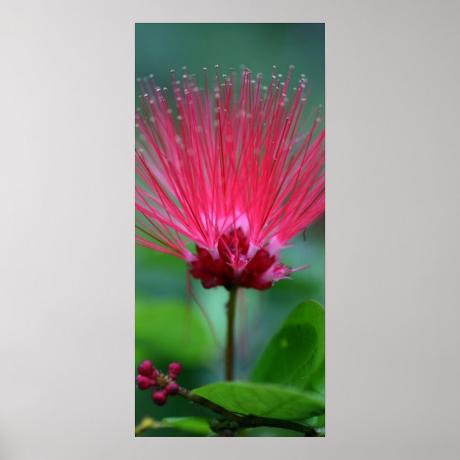 Póster Piques Rosa (Frente)