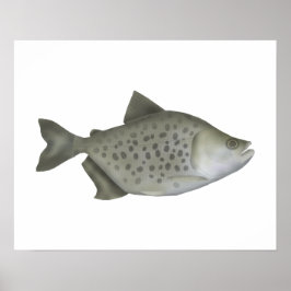 Poster Piranha Manchada