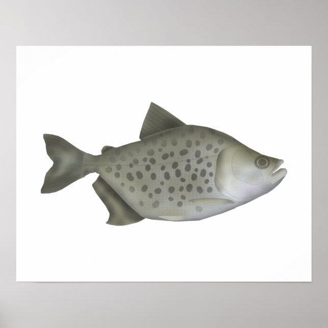 Poster Piranha Manchada (Frente)